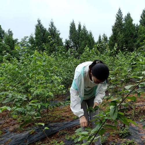 神仙树豆腐柴根根茎很有效果-图2