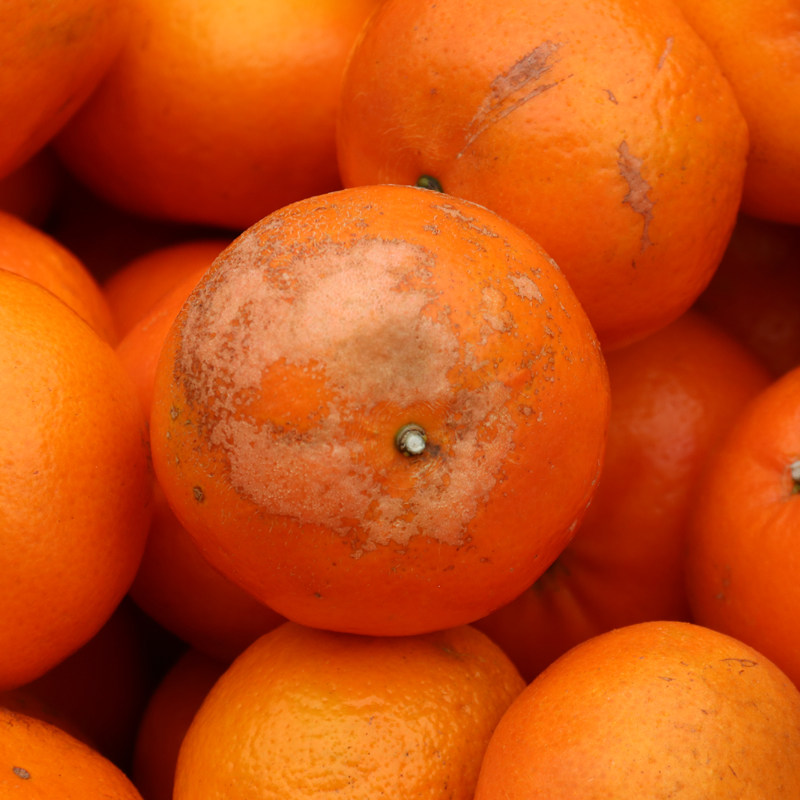 广西正宗武鸣沃柑花斑果5斤贵妃柑新鲜橘子水果应季水果薄皮,淘宝优惠券,粉丝福利购,淘宝优惠卷