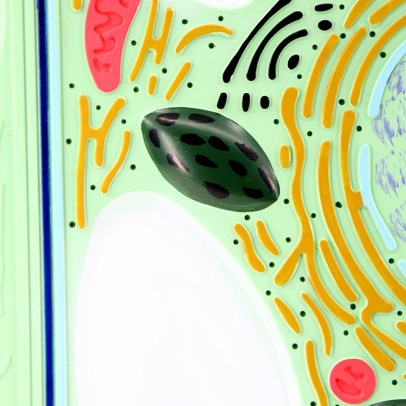 动植物细胞对比细胞器r细胞核叶绿体植物细胞可拆卸生物课用 - 图0