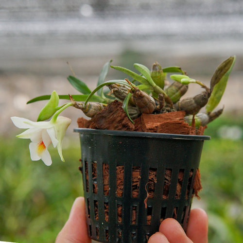 匠人花圃喉红石斛夏季开花小巧桌面好养植物盆栽矮石斛有香雨林缸 - 图3