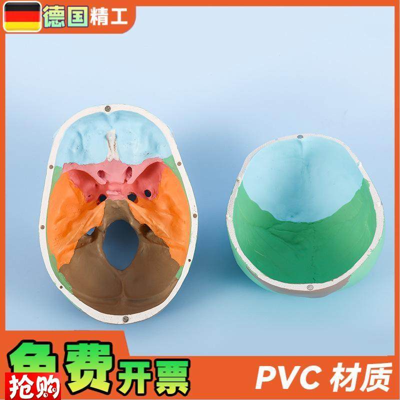 德国标准头骨教学模型头颅骨标本模型美术艺用彩V色头颅头骨骷髅 - 图1