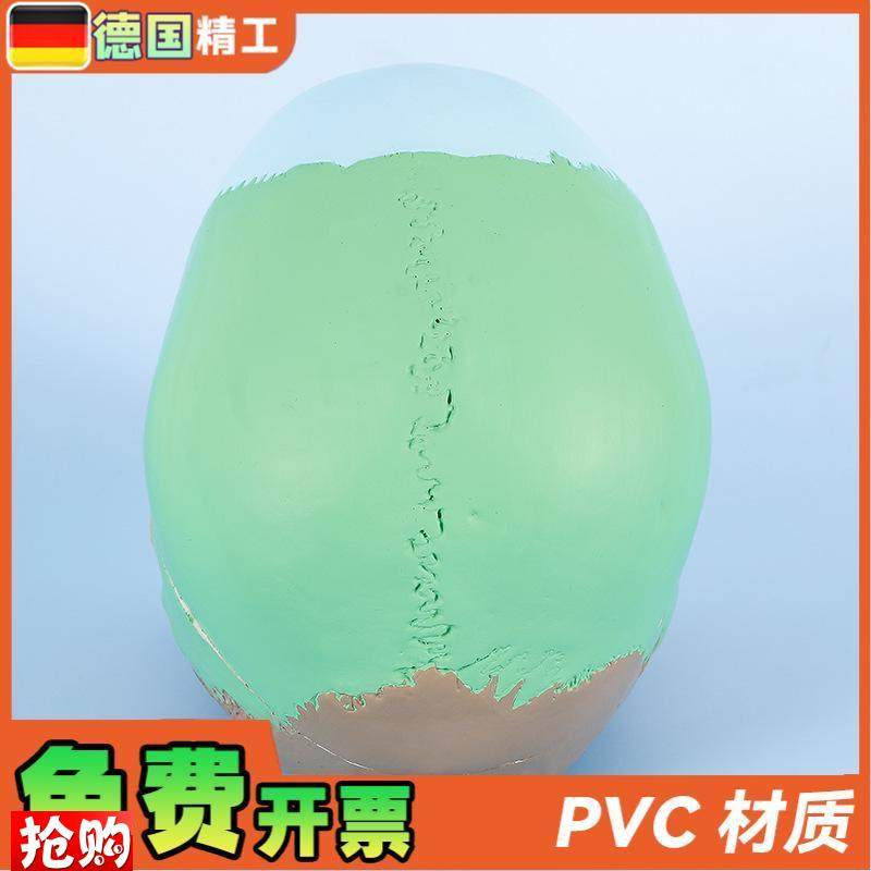 德国标准头骨教学模型头颅骨标本模型美术艺用彩V色头颅头骨骷髅 - 图2