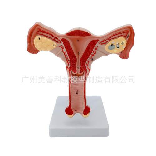 双侧卵巢子宫模型人体女性生殖子宫解剖阴M道卵巢教学妇科生殖科 - 图3