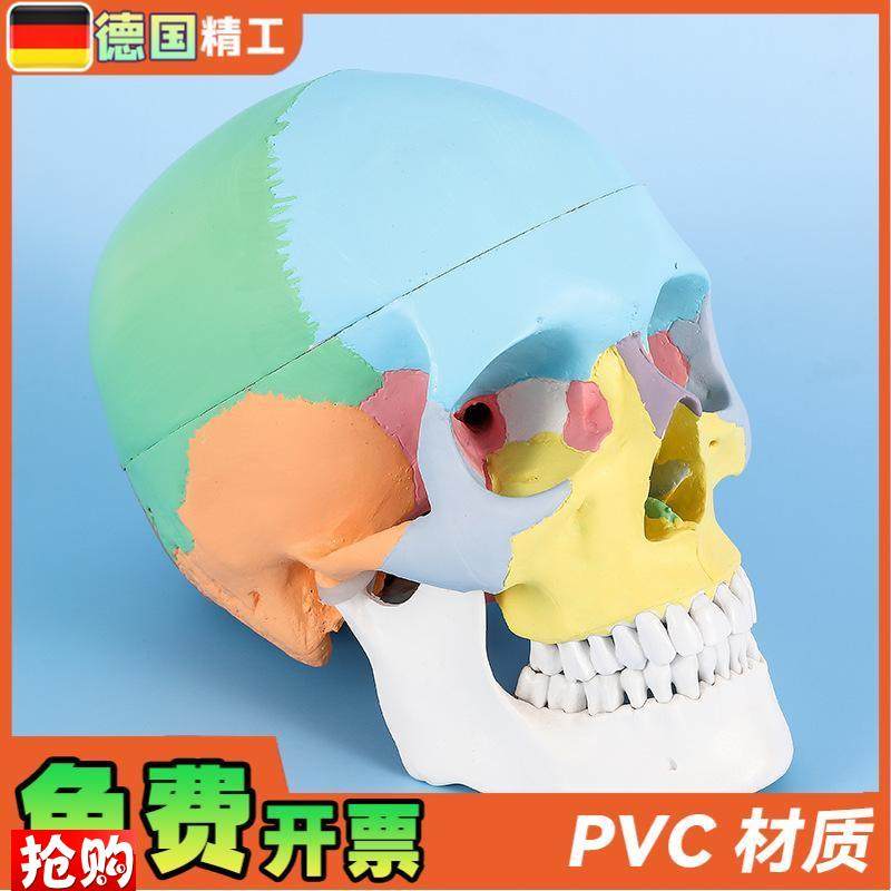 德国标准头骨教学模型头颅骨标本模型美术艺用彩V色头颅头骨骷髅 - 图0