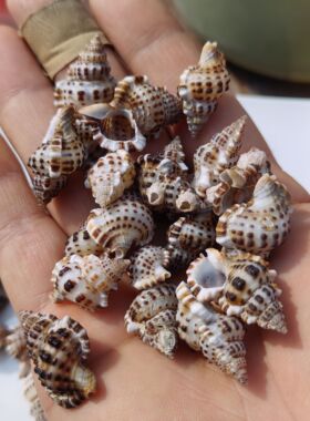 天然海螺贝壳美珠翼发螺鱼缸水族造景豆丁寄居蟹替换壳标本收藏