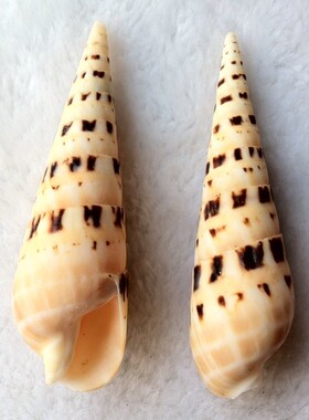 大贝壳竹笋家居摆设装饰地摊货