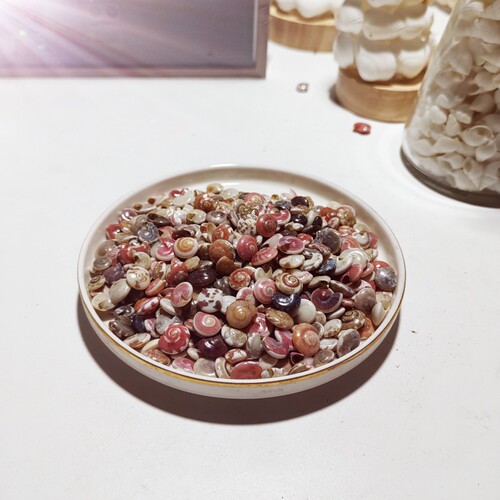 1500只天然小海螺 蜗牛贝壳彩虹螺手工diy材料海洋漂流瓶滴胶鱼缸 - 图0