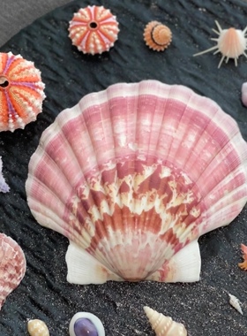 天然海螺贝壳DIY绘画专用壳夏威夷烧烤扇贝墙贴鱼缸造景装饰品