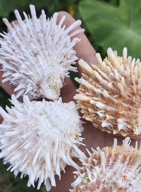 天然海螺贝壳 海菊蛤 鱼缸造景地台橱窗装饰品摆件儿童生日礼物
