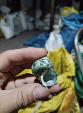 三湖专用造景星空漂流瓶海螺贝壳