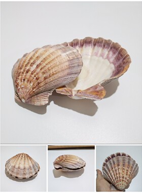 超大天然贝壳厚扇贝狮爪烧烤餐具