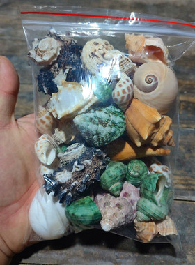 0.3-4cm可选尺寸寄居蟹替换壳