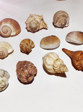 天然海螺寄居蟹替换壳