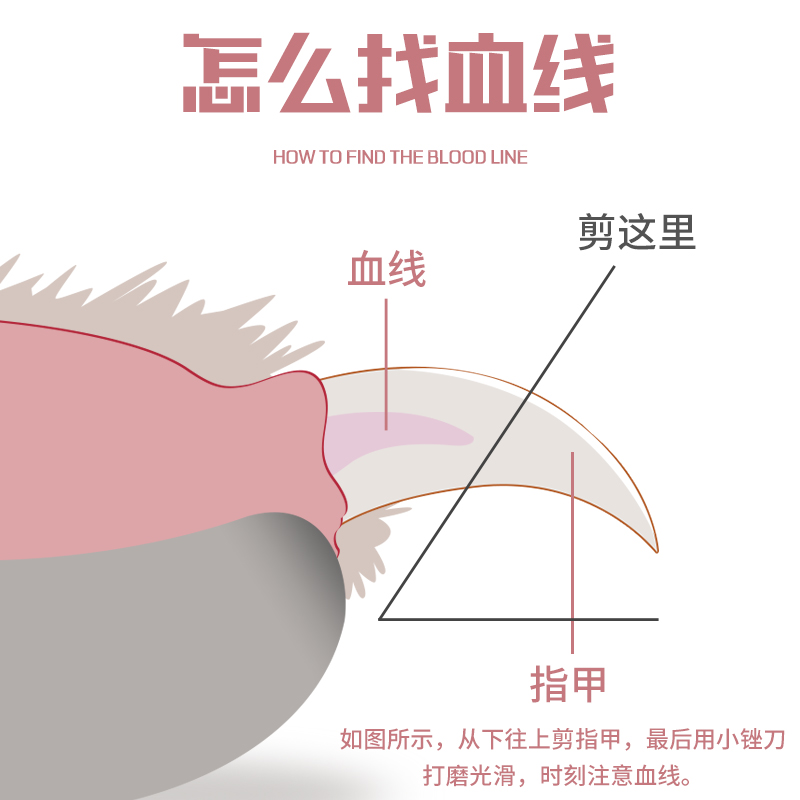 狗狗指甲剪宠物指甲钳小狗猫专用指甲刀中小型大型犬泰迪猫咪用品 - 图3