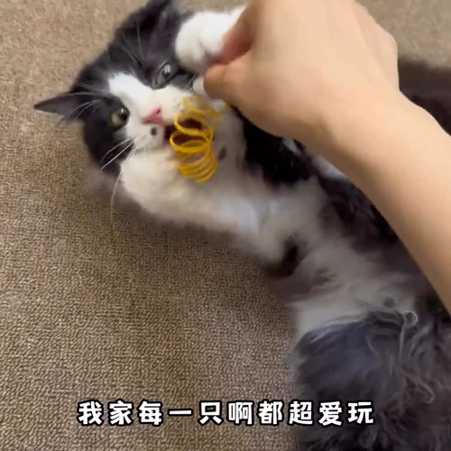 Кошка дразнящие артефакт кошачий кошка самостоятельные игрушки окрашенные в пластиковые пластиковые маленькие пружинные кот котенок кот дразнящие принадлежности, устойчивые к укусу