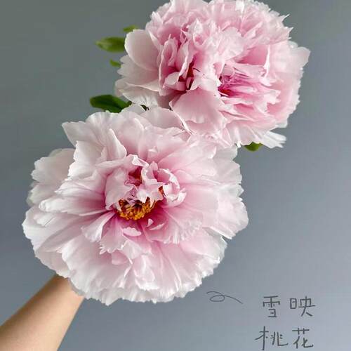 【雪映桃花】山东重瓣牡丹鲜切花束插花云南百合年芍药鲜花 - 图3