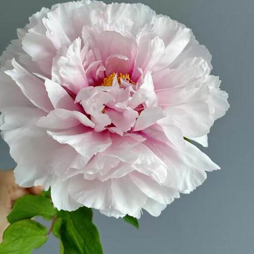 【雪映桃花】山东重瓣牡丹鲜切花束插花云南百合年芍药鲜花 - 图2