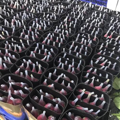 真花玫瑰花云南昆明基地鲜花直家用水养插花花束速递包邮客厅情人 - 图2