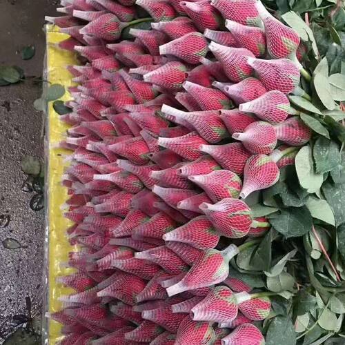 真花玫瑰云南昆明基地鲜花直批发家用水养插花花束速递保鲜剂包邮 - 图1
