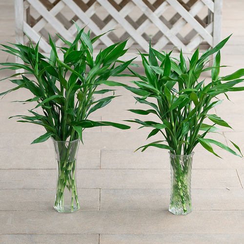 富贵竹水培植物水养转运竹节节高盆栽绿植花卉室内花客厅水养绿萝 - 图1