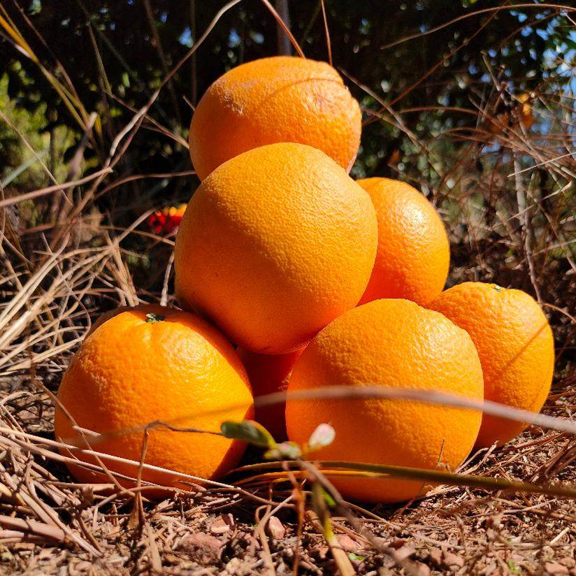 正宗赣南脐橙信丰产地直发赣州新鲜橙子10斤顺丰包邮当季孕妇水果,淘宝优惠券,粉丝福利购,淘宝优惠卷