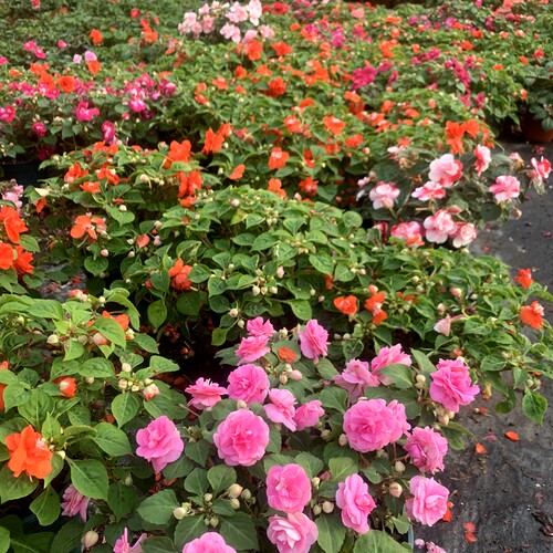 非洲重瓣凤仙水梅带花苞发货季开重瓣花卉盆栽植物阳台客厅易养 - 图2