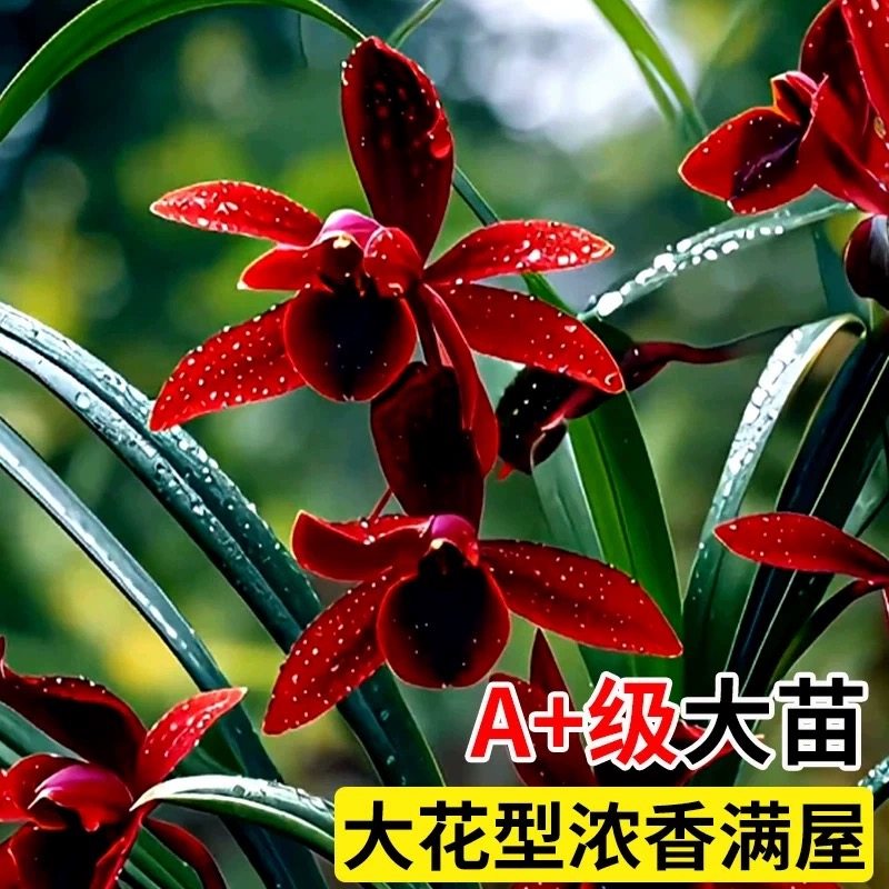 建兰天红四季兰花苗带花苞室内好养浓香花卉盆栽绿植开花客厅阳台,淘宝优惠券,粉丝福利购,淘宝优惠卷