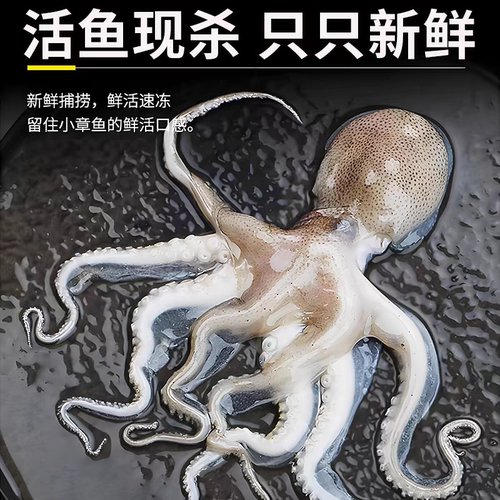 新鲜八爪鱼小章鱼海鲜大爆头八爪鱼捞汁寿司材料鲜活冷冻商用5斤 - 图0
