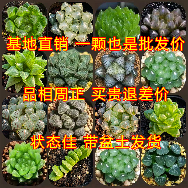 玉露多肉植物十二卷冰灯姬玉露樱水晶黑肌寿玉露套餐组合自产自销 - 图1