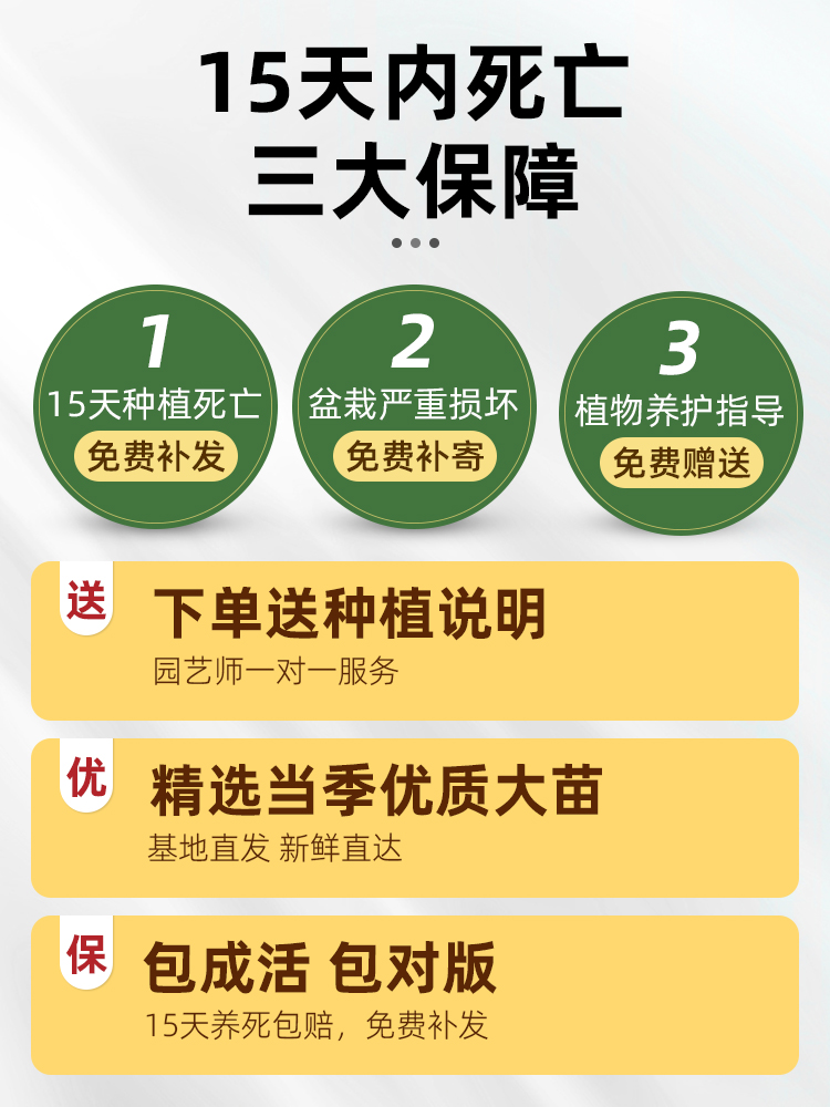 花卉盆栽水培植物室内花绿植四季水生好养活绿萝富贵文竹芋红白掌