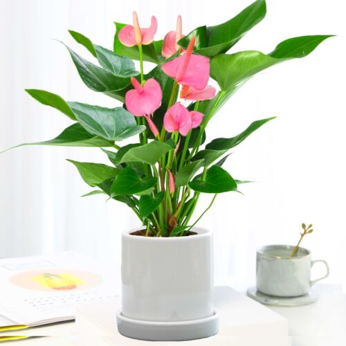 粉掌白掌盆栽植物室内花卉好养水培一帆风顺红掌水养四季常青绿植 - 图1