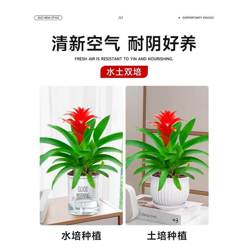 鸿运当头盆栽大盆适合客厅摆放的花家养花卉植物室内花好养活四季