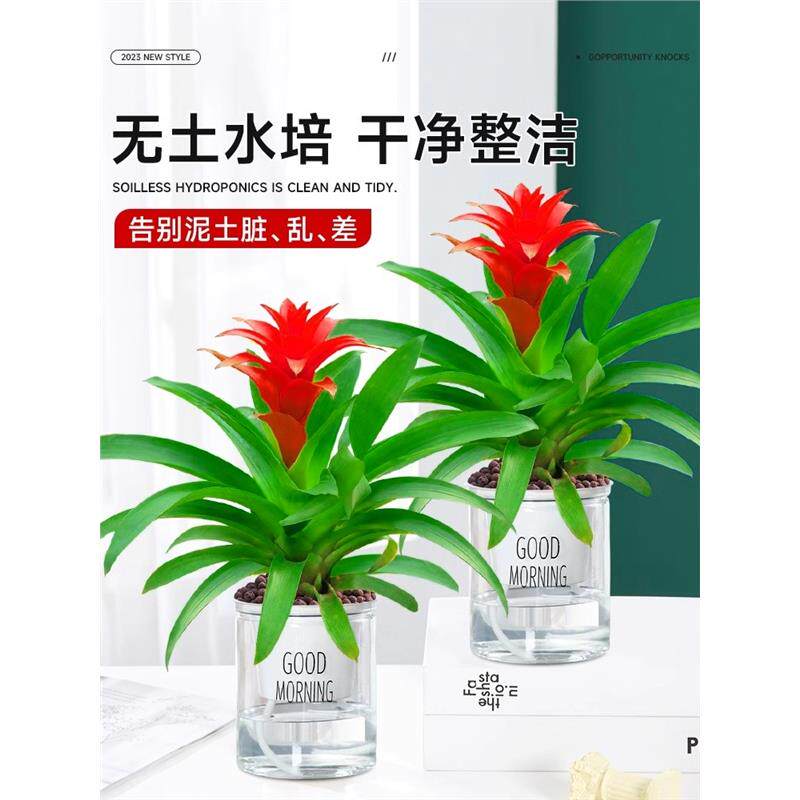 鸿运当头盆栽大盆适合客厅摆放的花家养花卉植物室内花好养活四季