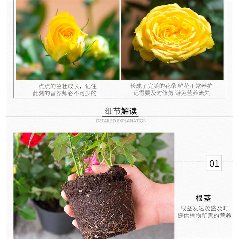 玫瑰花苗带花苞浓香花卉观花绿植物盆栽庭院阳台大花月季蔷薇四季 - 图0