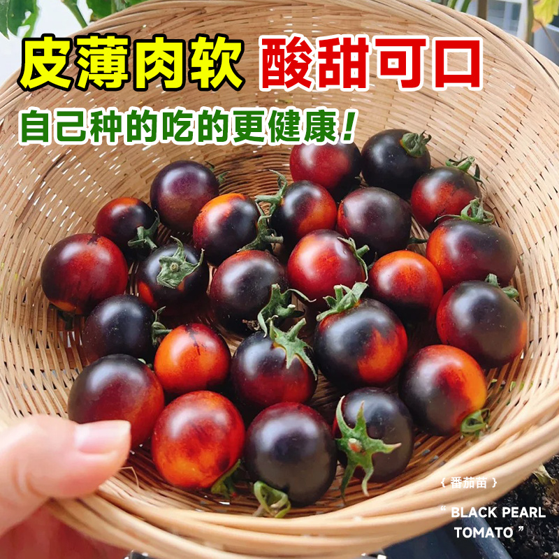 糖水炸弹黑珍珠番茄苗秧瀑布圣女果西小西红柿种子籽水果蔬菜盆栽 - 图2