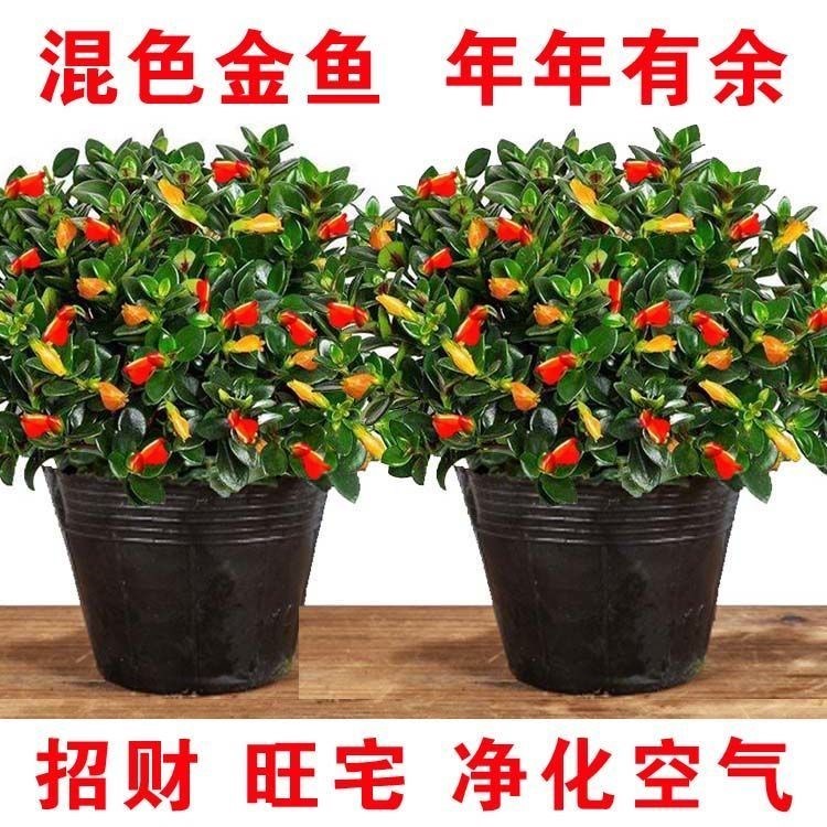 金鱼花吊兰金鱼花盆栽金鱼花带花苞室内四季常青绿植花卉四季开花
