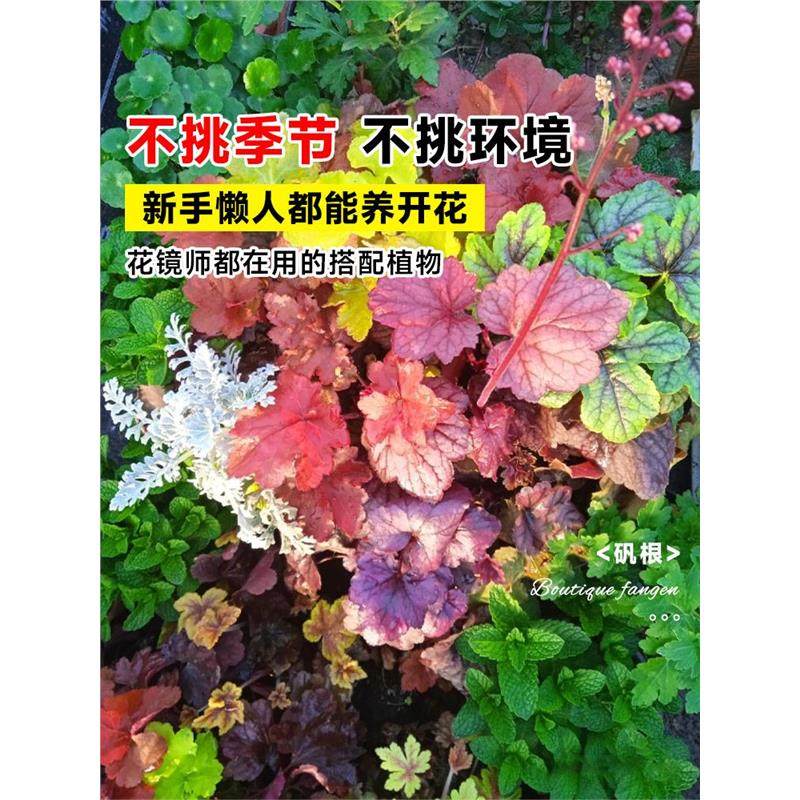 矾根盆栽花卉植物室内好养的花苗四季常青观叶庭院耐寒花园易成活