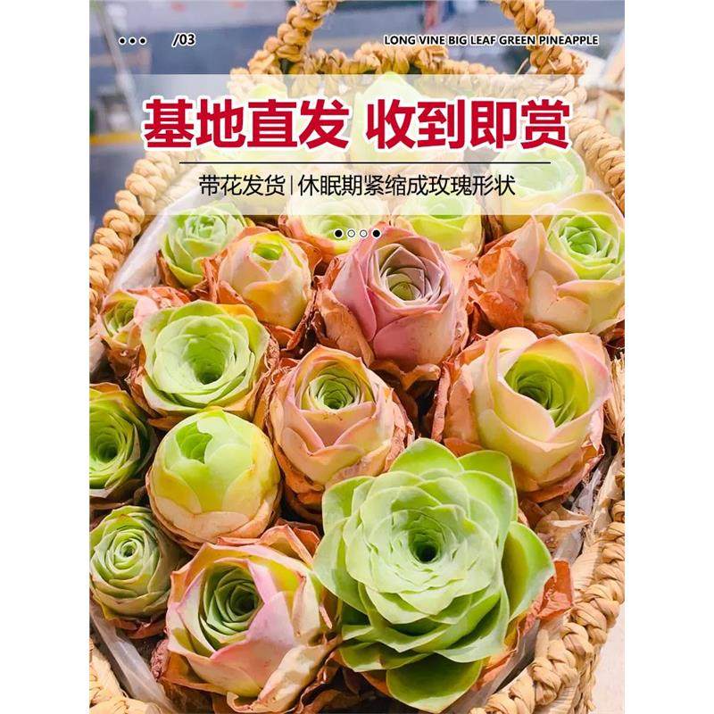 夏季多肉山地玫瑰水蜜桃酒杯粉耶罗鸡蛋翡翠球花绿多肉植物盆栽,淘宝优惠券,粉丝福利购,淘宝优惠卷