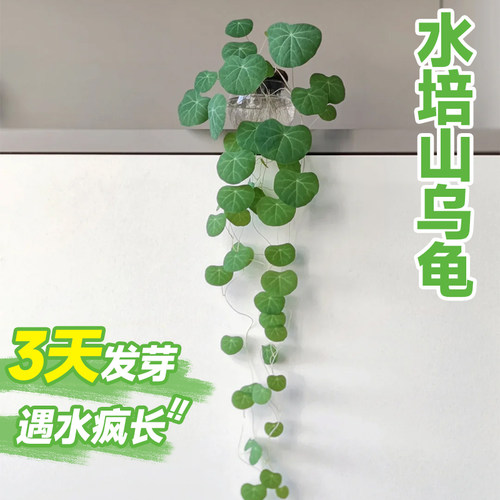 水培山乌龟爬藤植物办公室内桌面好水养活观叶绿植金不换种球盆栽 - 图1