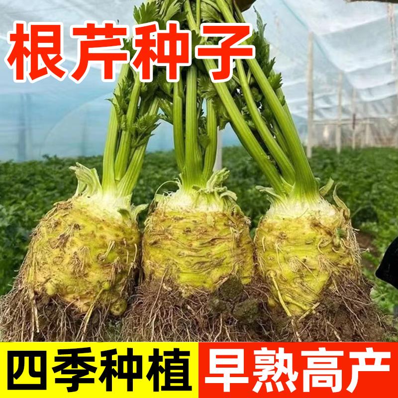 根芹种子芹菜种籽地中海根芹菜苗蔬菜种孑阳台春季四季播种