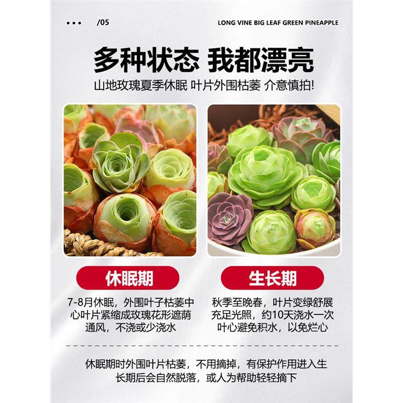 夏季多肉山地玫瑰水蜜桃酒杯粉耶罗鸡蛋翡翠球花绿多肉植物盆栽,淘宝优惠券,粉丝福利购,淘宝优惠卷