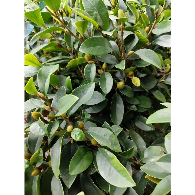 含笑花盆栽树苗室内阳台浓香型带花苞香蕉花庭院四季开花耐寒植物