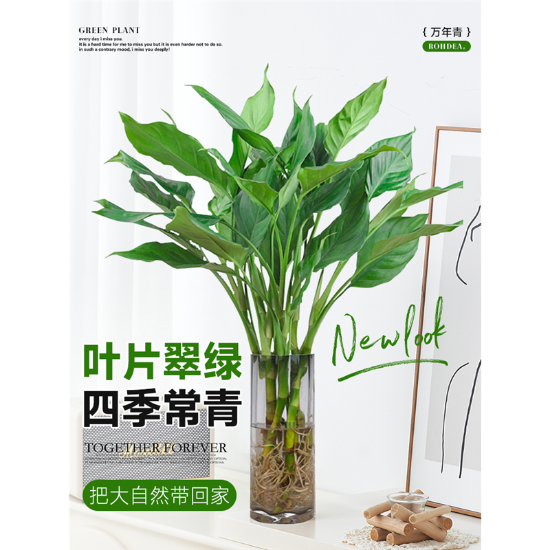 水培植物万年青盆栽室内桌面盆栽富贵竹卧室客厅净化空气好养植物