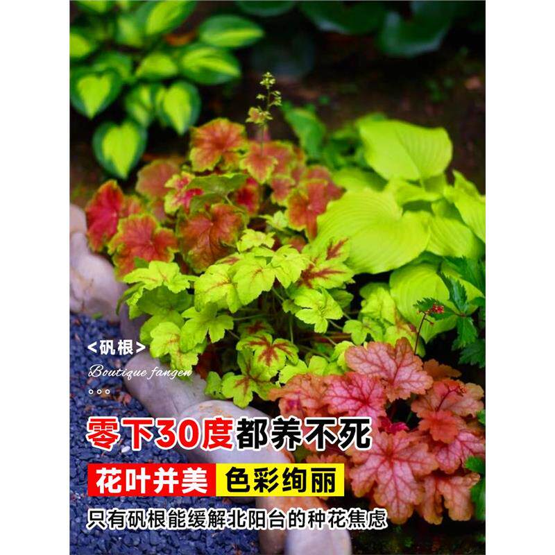 矾根盆栽花卉植物室内好养的花苗四季常青观叶庭院耐寒花园易成活