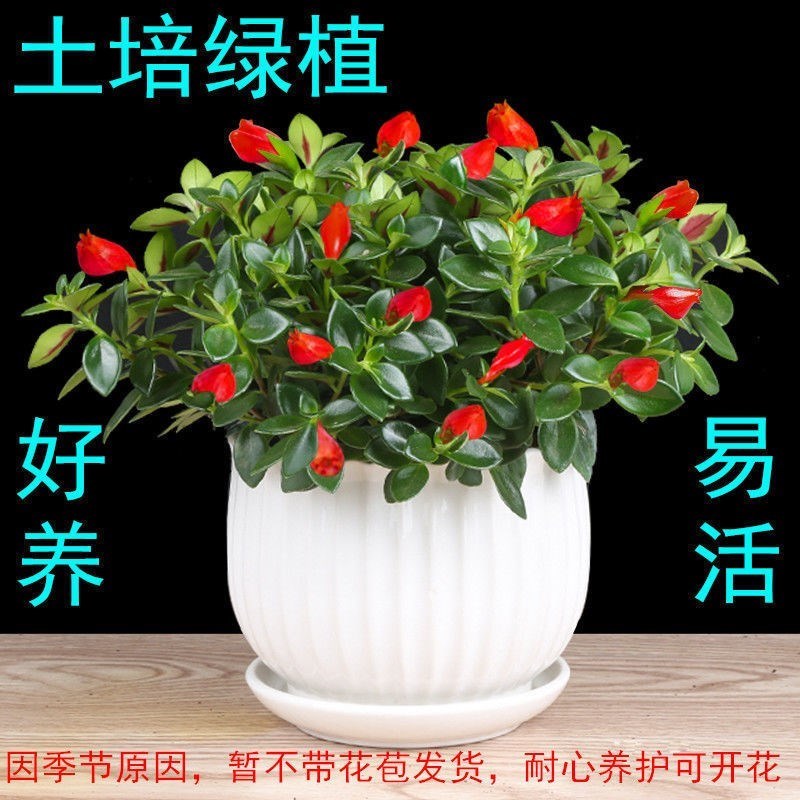 金鱼花吊兰金鱼花盆栽金鱼花带花苞室内四季常青绿植花卉四季开花