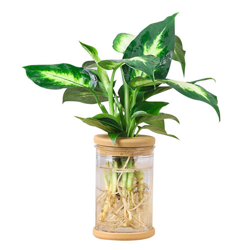 绿植室内花卉发财树办公室富贵竹水培植物绿萝净化空气驱蚊盆栽 - 图3