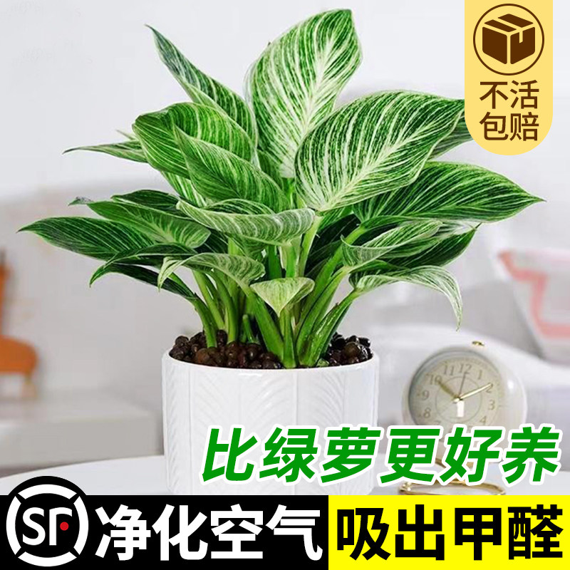 水培铂金钻锦化绿公主室内盆栽北欧绿植高颜值夏季书房植物提神,淘宝优惠券,粉丝福利购,淘宝优惠卷