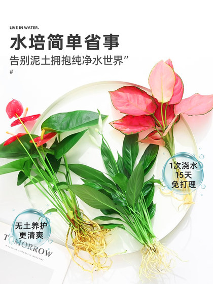 Flower potted hydroponic plants indoor green four