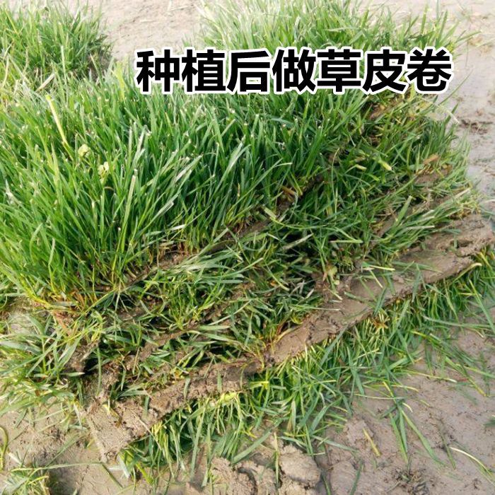 草坪种子美国四季青高羊茅早熟禾狗牙根多年生黑麦草耐寒护坡草籽 - 图1