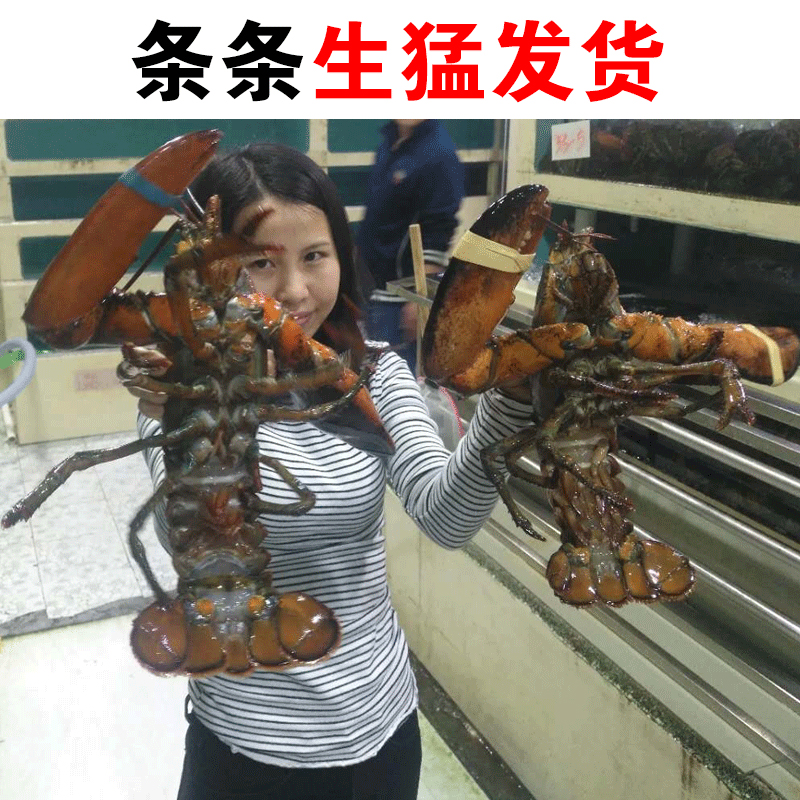 波士顿龙虾海鲜水产鲜活澳大利亚特超大龙虾钳澳洲帝王蟹进口2斤 - 图0